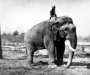 Jung Pershad, le plus grand éléphant de combat du Maharaja Sir Jang Bahadur, 1876